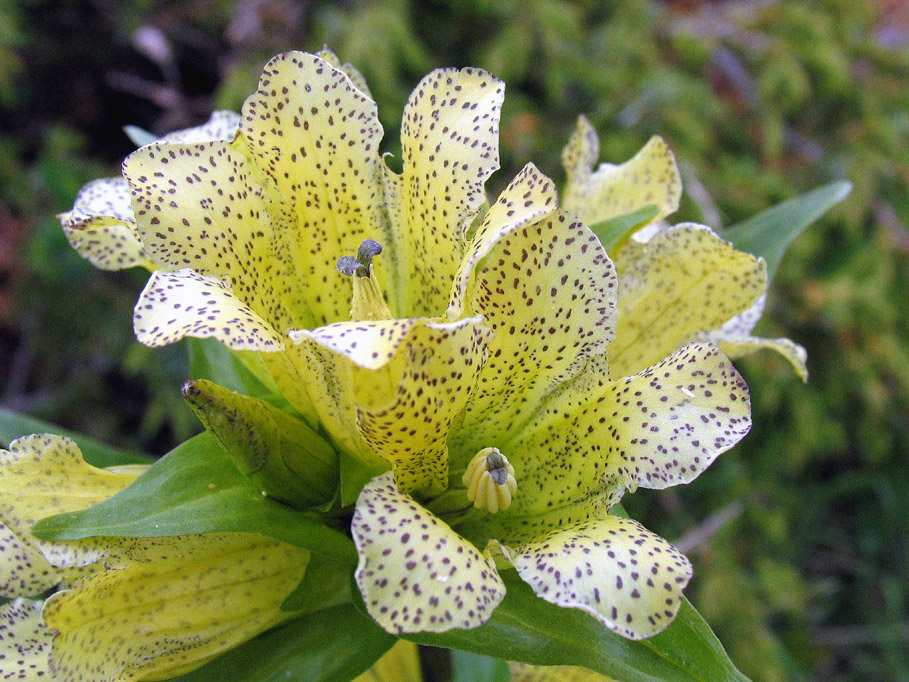 Gentiana punctata L.